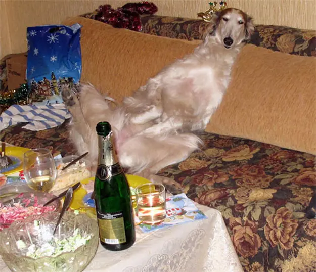 Fotos de animales WTF