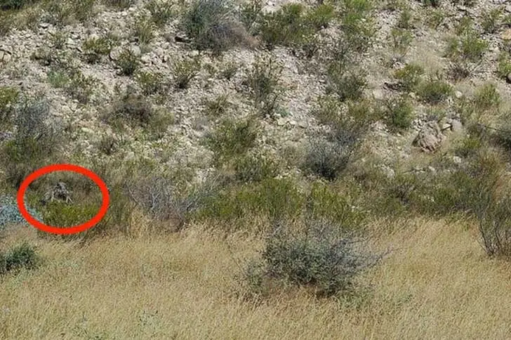 TEST: Dicen que en esta foto hay soldados camuflados