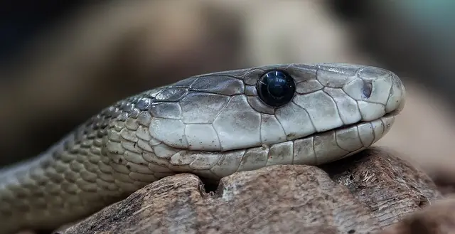 cianuro