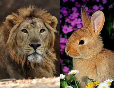 A que no sabias esto lince (►∟◄)