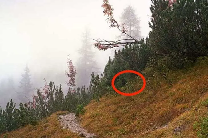 TEST: Dicen que en esta foto hay soldados camuflados