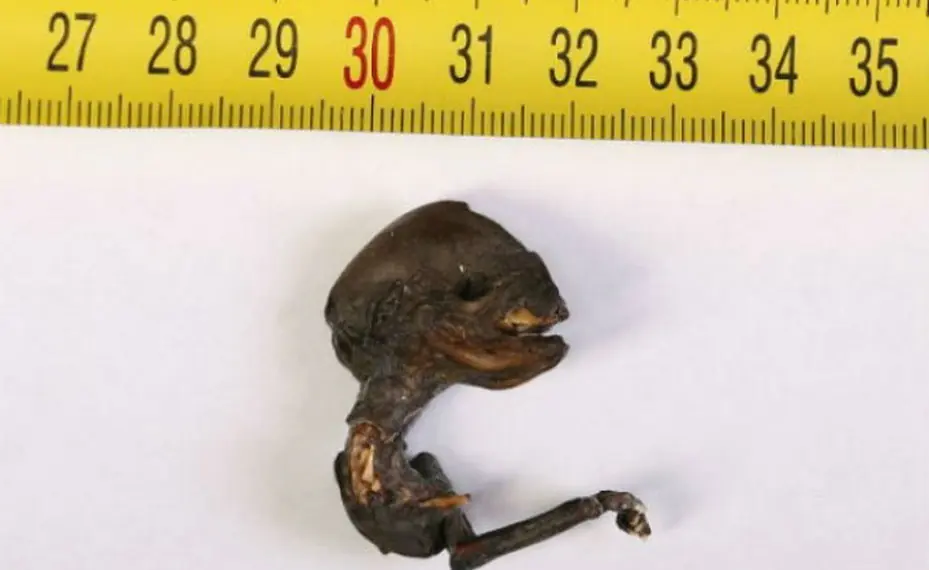 Encuentran el feto de un extraterrestre a orillas de un río