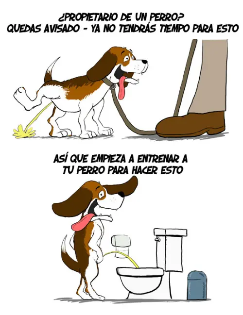 ronrisa
