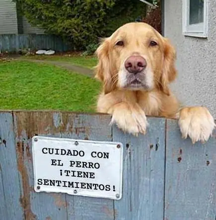 Carteles Graciosos Cuidado con el perro!