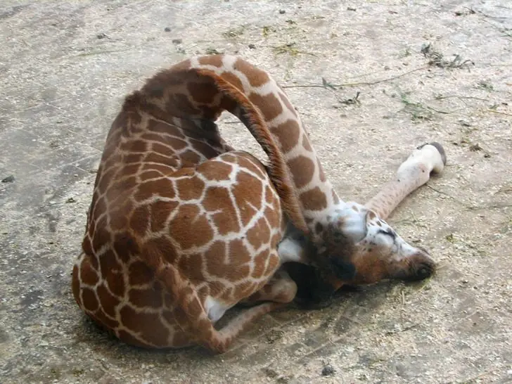 Animales