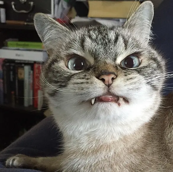 Gata vampira la nueva celebridad en internet