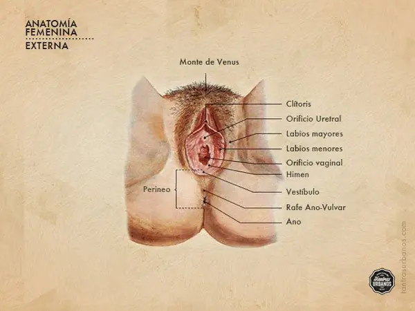 Orgasmo