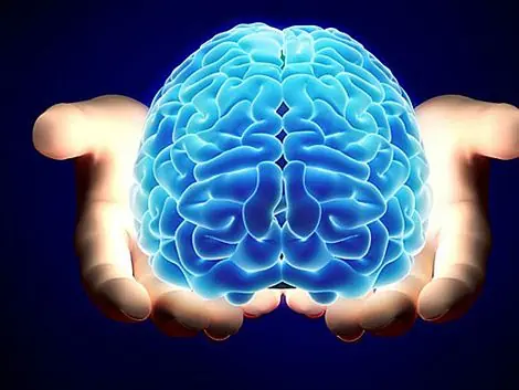 19 cosas que no sabías del cerebro