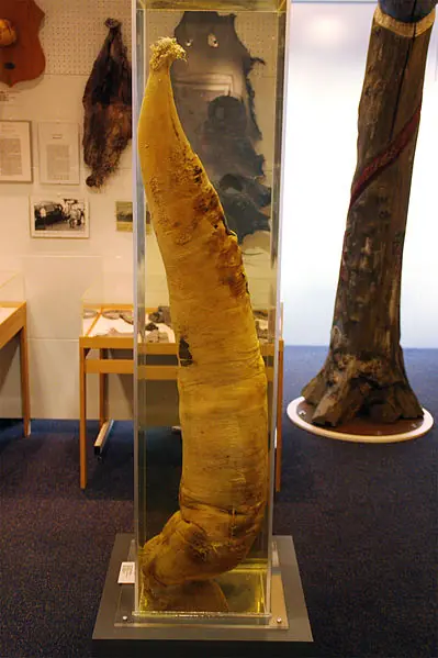 El museo del pene más grande del mundo está en Islandia