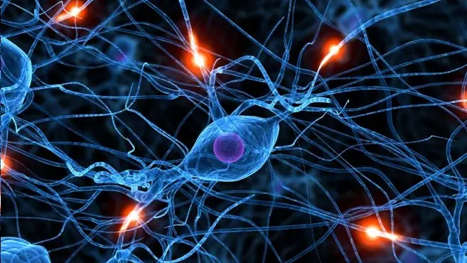 cerebro