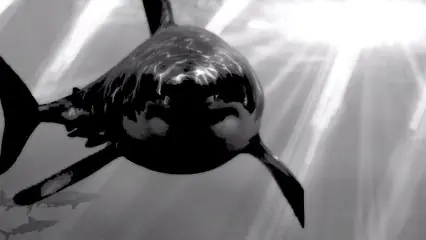 Temible Criatura Devora Un Tiburón