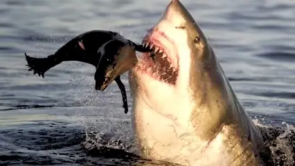 orca asesina