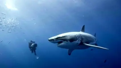 terror