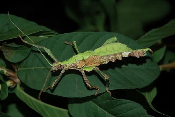 Ginandromorfismo