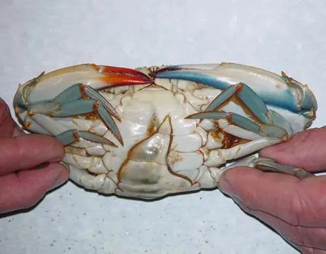 Ginandromorfismo