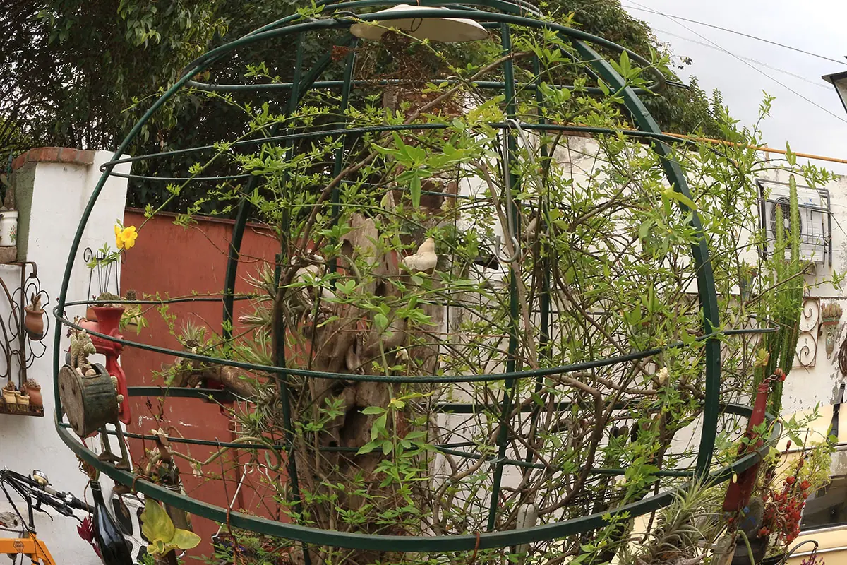 Jardin