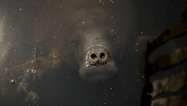 Cómo el plástico del mar acaba en nuestro estómago