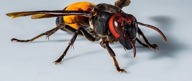 Plaga insectos