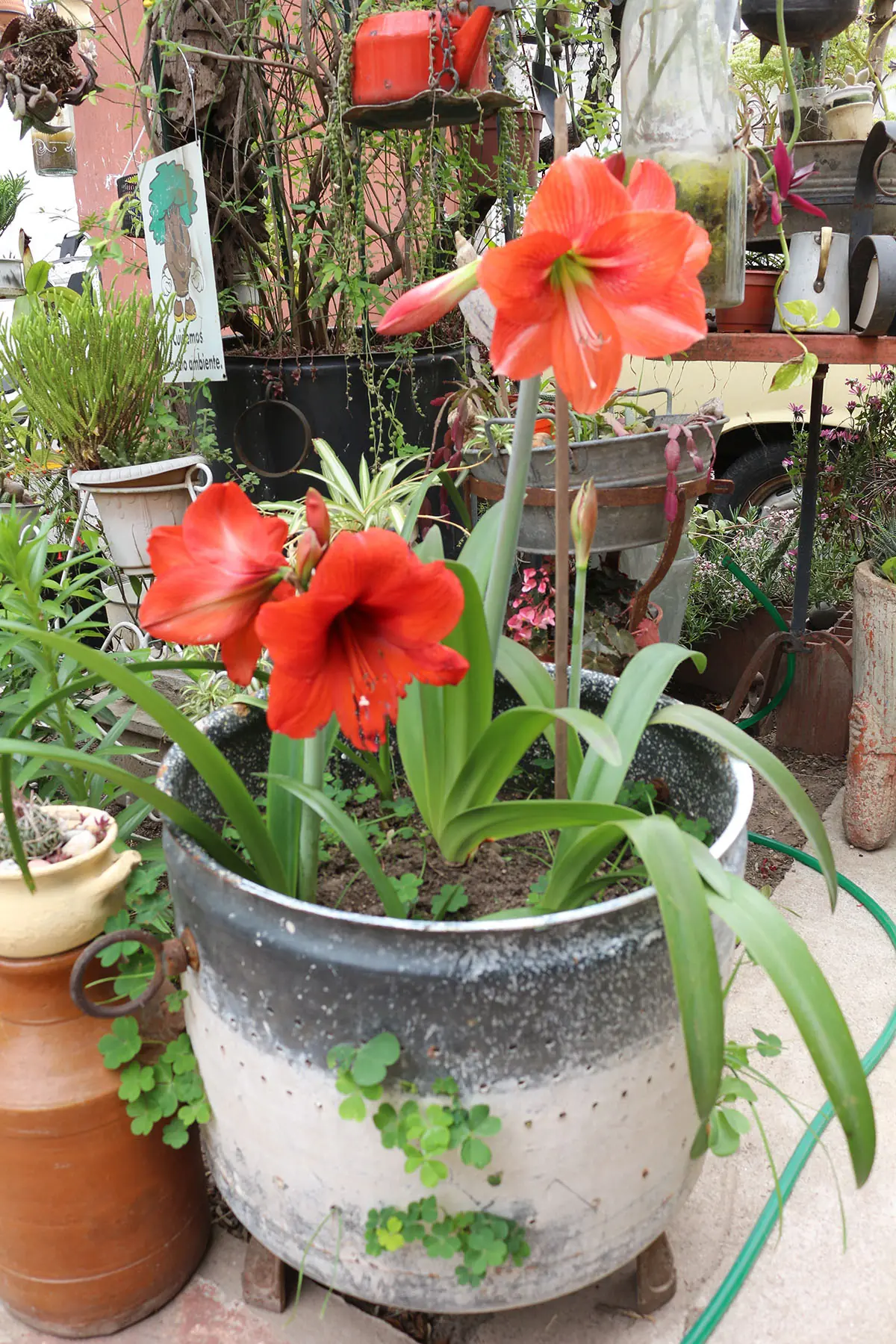Jardin