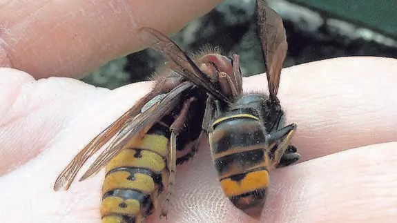 veneno en insectos