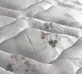 hongos