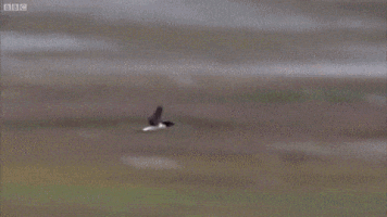 Gifs Graciosos Para Pasar Un Rato (+yapa)