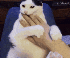 Gifs Graciosos Para Pasar Un Rato (+yapa)