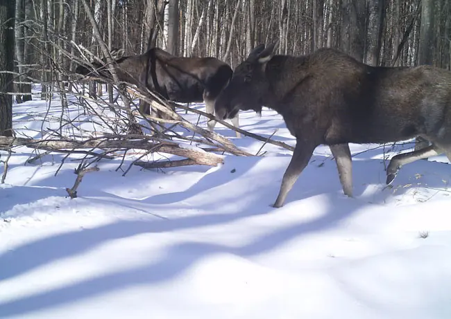 El accidente de Chernóbil ha creado animales radioactivos.