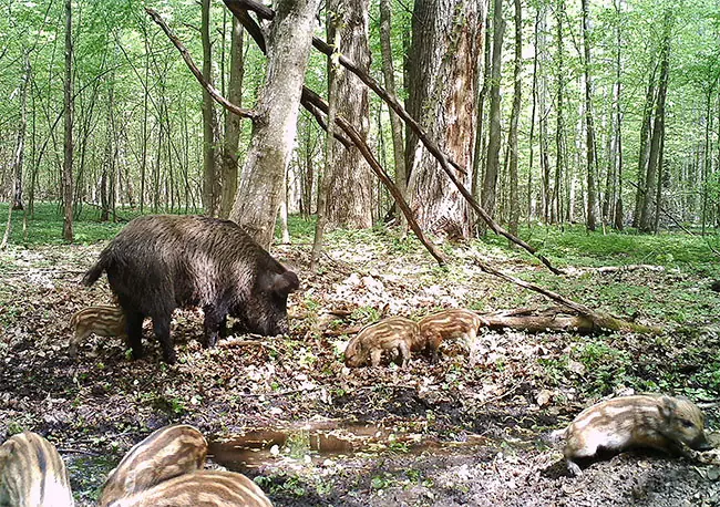 El accidente de Chernóbil ha creado animales radioactivos.