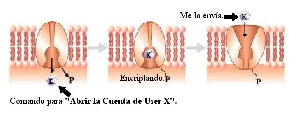 chuchorea
