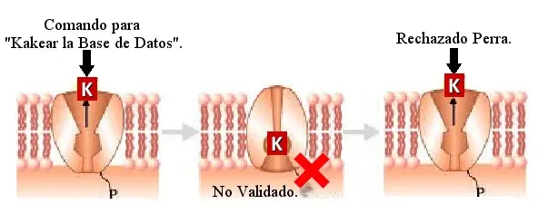 seguidores