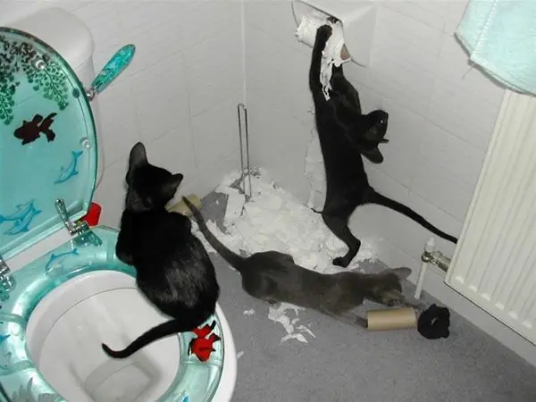 gatos graciosos