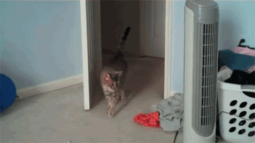 27 gatos arrepentidos