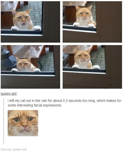 Gatos flasheros haciendo cosas de gatos