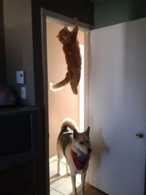 Gatos flasheros haciendo cosas de gatos
