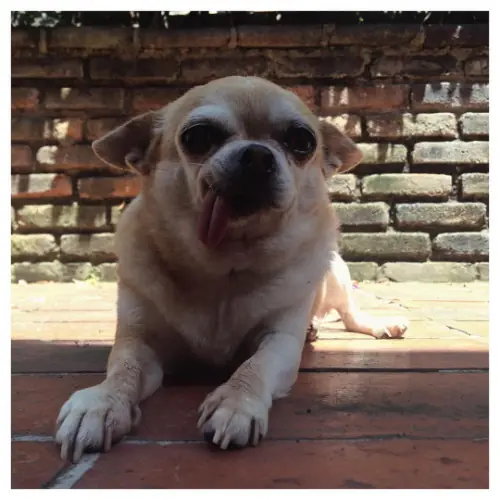 gracioso