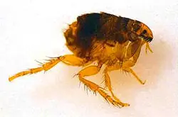 La Peste Negra