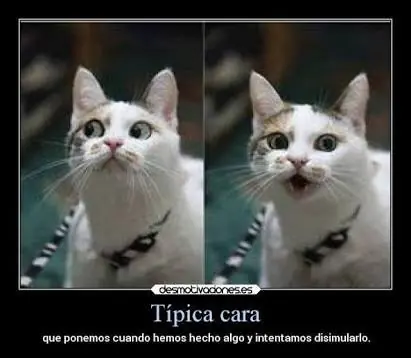 fotos