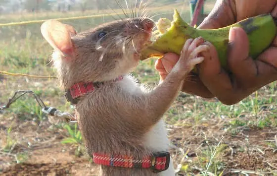 animales fuera de lo comun
