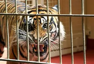 Animal Asesino - Tatiana la tigresa