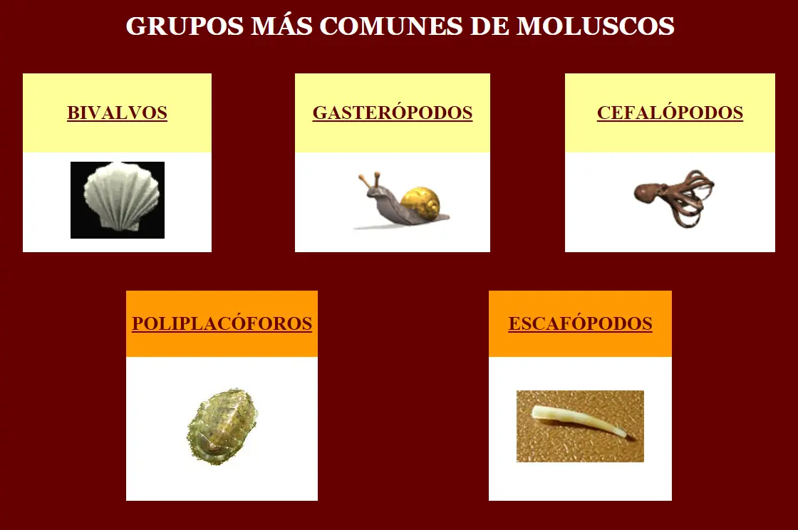 ¡Inteligencia Colectiva! Conozcamos a los Moluscos.