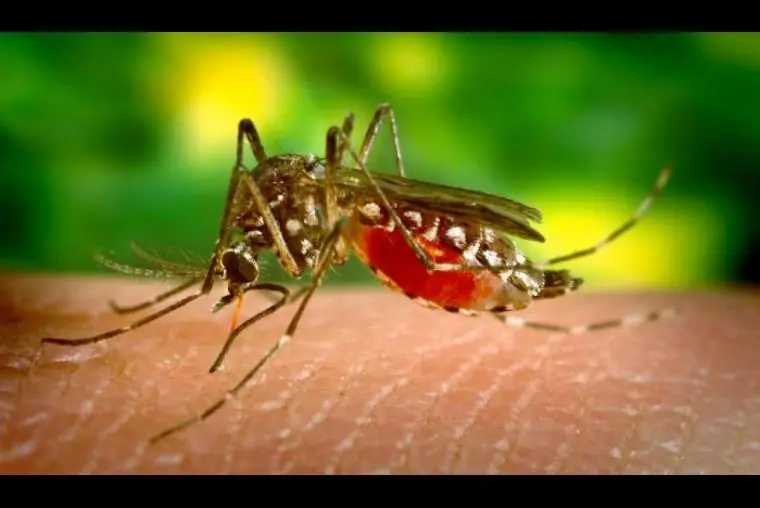 Los 10 Insectos más Venenosos y Letales del Mundo