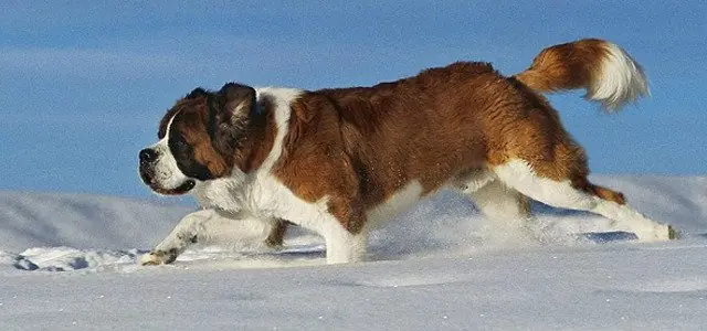 Datos Curiosos para Curioseadores Curiosos (8)