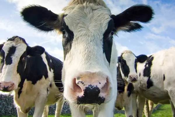 Datos Curiosos para Curioseadores Curiosos (8)