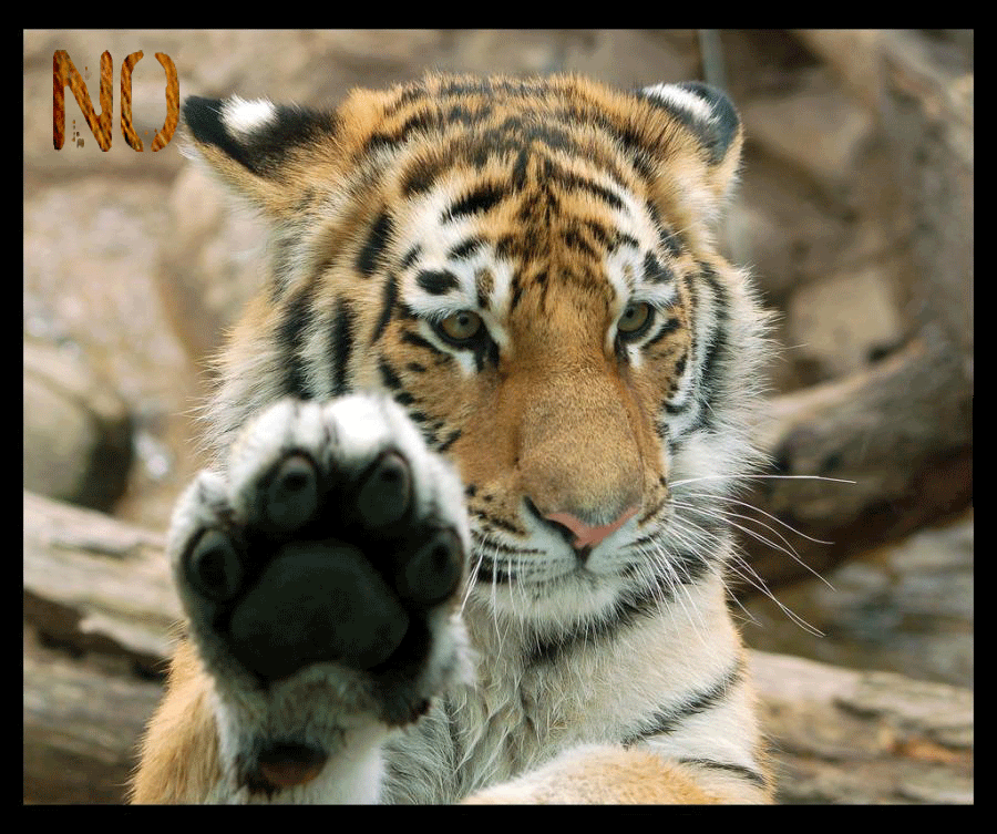 taringa