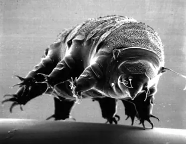 TARDIGRADOS