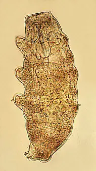 taxonomia