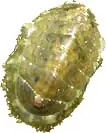moluscos