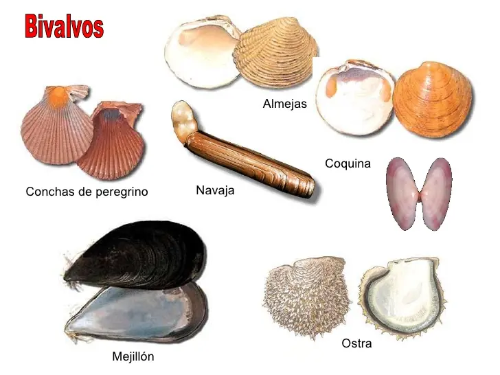 animales de cuerpo blando