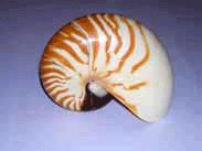 conchas marinas